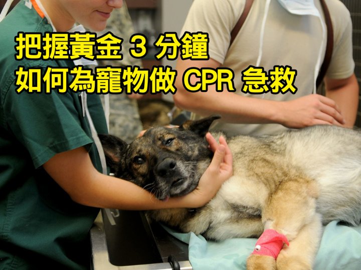 Pet CPR 急救無分人類動物 教你搶救毛孩 CPR 心肺復甦術急救守則