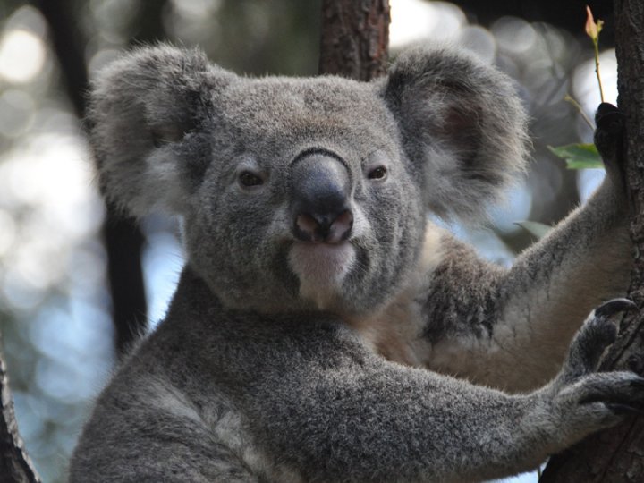 Koala 為免樹熊壓力過大 澳洲動物園宣布不再提供「抱抱體驗」