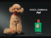 Dog D&G 推狗用香水 獸醫：別浪費錢買傷害寵物的產品