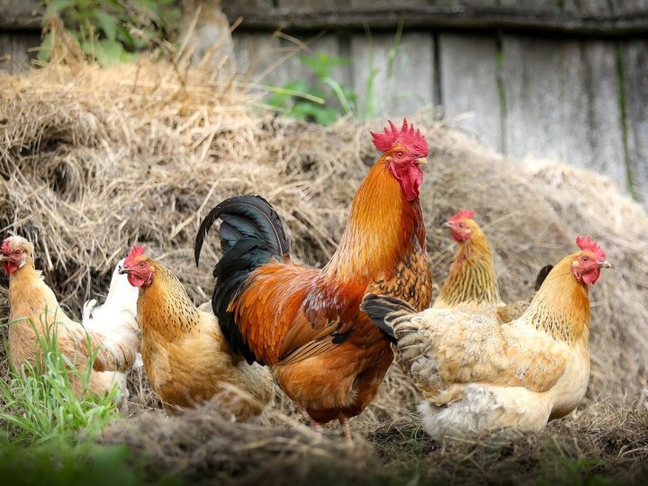 加拿大食物檢驗局說2025年首宗禽流感個案在BC菲沙河谷的家禽養殖場發現