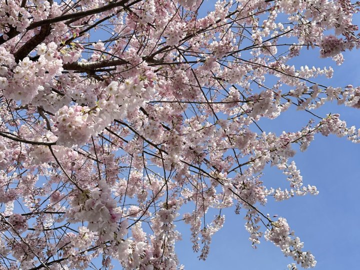 植物學家呼籲賞櫻花時請勿傷害櫻花樹