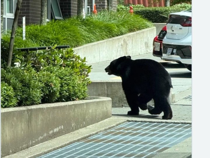 小黑熊溫東街頭遊蕩